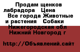 Продам щенков лабрадора › Цена ­ 20 000 - Все города Животные и растения » Собаки   . Нижегородская обл.,Нижний Новгород г.